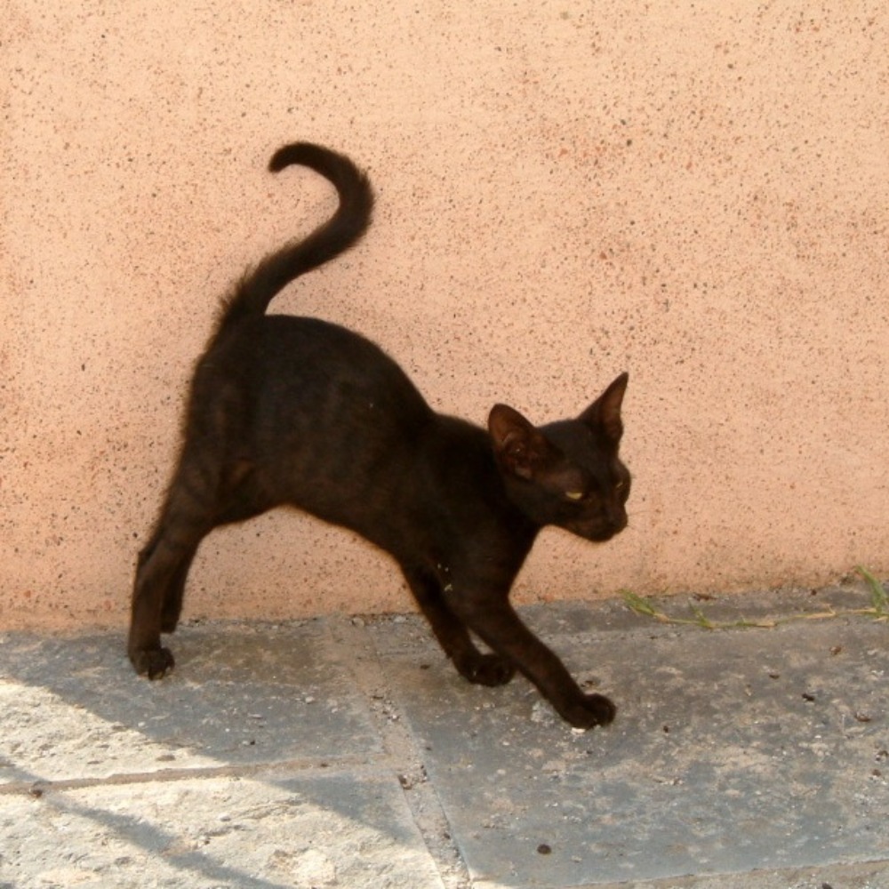 Giuseppe Tubi
